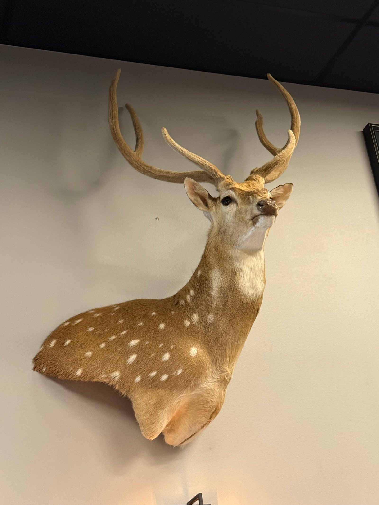 Axis deer mount with velvet